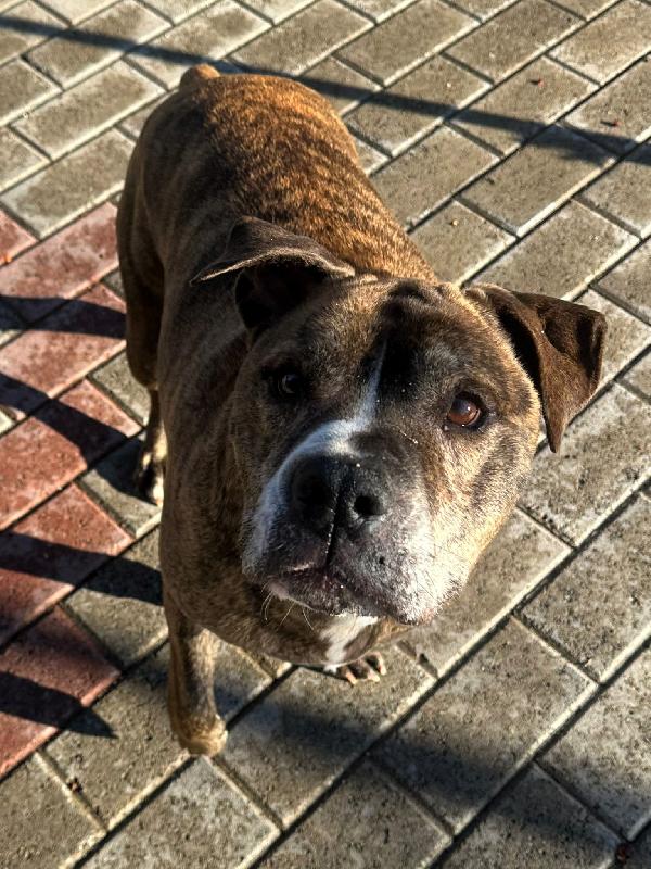 THOR GENTILE PIT Foto 2